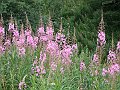 Onagraceae - Epilobium angustifolium_1.jpg